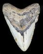 Bargain Megalodon Tooth - North Carolina #31593-1